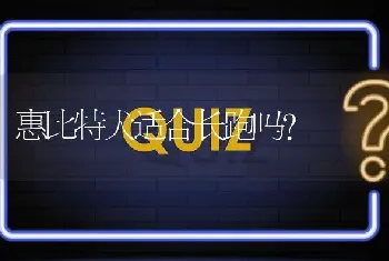 惠比特犬适合长跑吗？