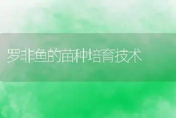 罗非鱼的苗种培育技术