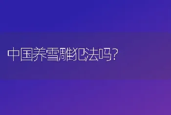 中国养雪雕犯法吗？