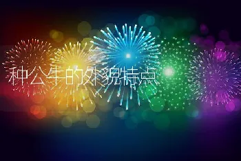 种公牛的外貌特点