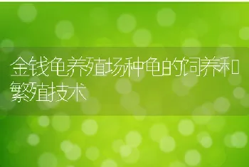 金钱龟养殖场种龟的饲养和繁殖技术