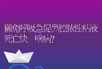 獭兔呼吸急促鼻腔脓性粘液死亡快啥病？