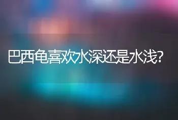 巴西龟喜欢水深还是水浅？