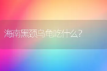 海南黑颈乌龟吃什么？