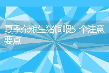 夏季杂粮生猪饲喂5个注意要点