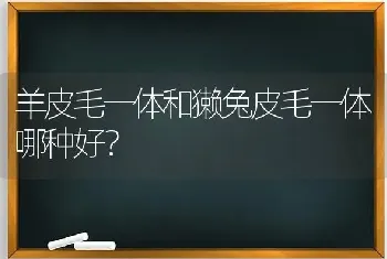 比熊有小体的吗？