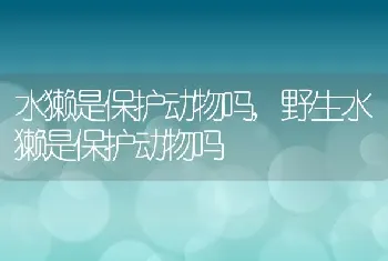 水獭是保护动物吗，野生水獭是保护动物吗