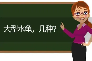 二年级小猫作文50字写外形吃什么？