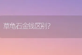 草龟石金钱区别？