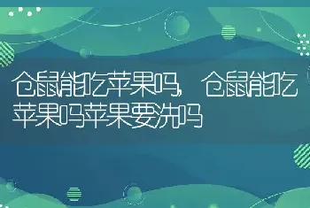 仓鼠能吃苹果吗，仓鼠能吃苹果吗苹果要洗吗