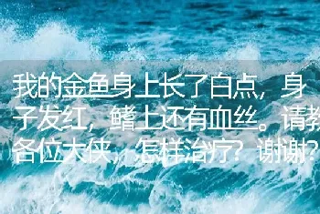 我的金鱼身上长了白点，身子发红