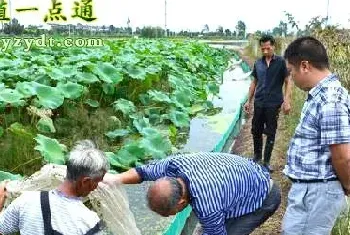 滩地藕鳅共养亩均收入上万，立体种养效益好