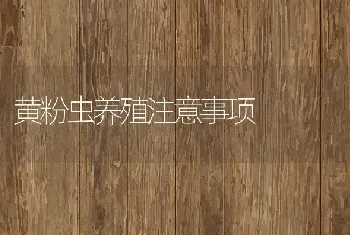 黄粉虫养殖注意事项