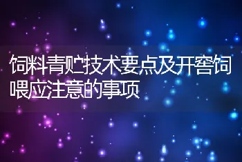 饲料青贮技术要点及开窖饲喂应注意的事项