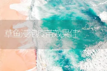 草鱼浸泡疫苗效果佳