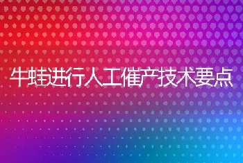 牛蛙进行人工催产技术要点