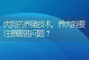 肉狗的养殖技术，养肉狗要注意哪些问题？