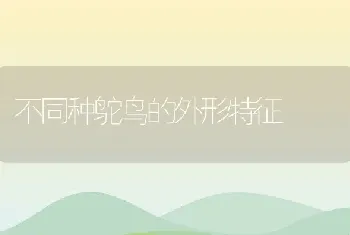 不同种鸵鸟的外形特征