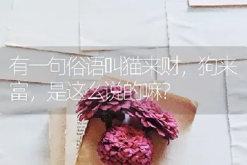 有一句俗语叫猫来财，狗来富，是这么说的嘛？