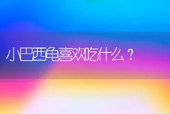 小巴西龟喜欢吃什么？