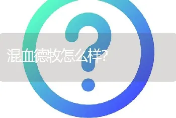 混血德牧怎么样？