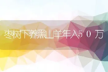 枣树下养黑山羊年入50万