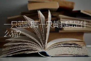 一只蓝眼睛一只黄眼睛是什么猫？