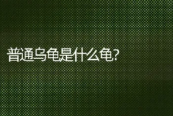 普通乌龟是什么龟？