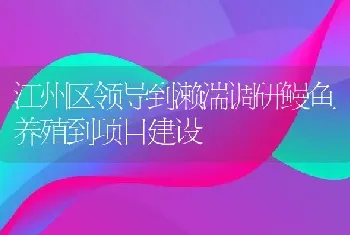 江州区领导到濑湍调研鳗鱼养殖到项目建设