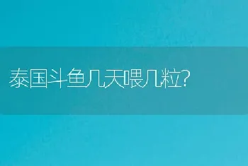 泰国斗鱼几天喂几粒？