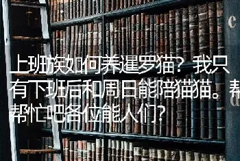 上班族如何养暹罗猫？我只有下班后和周日能陪猫猫。帮帮忙吧各位能人们？