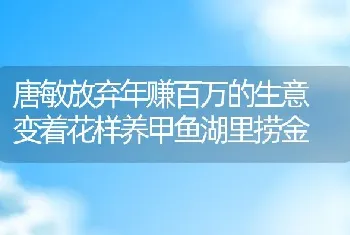 唐敏放弃年赚百万的生意 变着花样养甲鱼湖里捞金