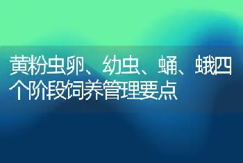 黄粉虫卵、幼虫、蛹、蛾四个阶段饲养管理要点