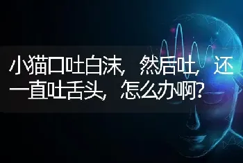 小猫口吐白沫,然后吐,还一直吐舌头,怎么办啊？