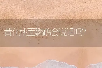 黄化桃面鹦鹉会说话吗？