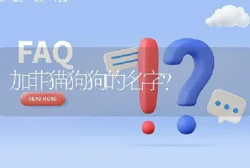 加菲猫狗狗的名字？