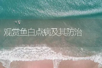 观赏鱼白点病及其防治