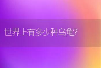 世界上有多少种乌龟？