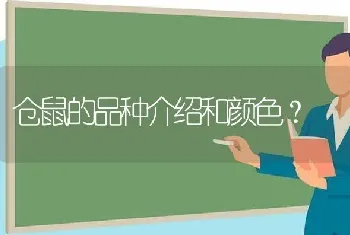 仓鼠的品种介绍和颜色？