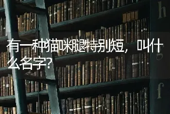 有一种猫咪腿特别短，叫什么名字？