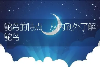 鸵鸟的特点 从内到外了解鸵鸟