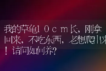 我的草龟10cm长，刚拿回来，不吃东西，老想爬出来!请问如何养？