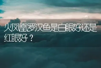 火凤凰罗汉鱼是白眼好还是红眼好？