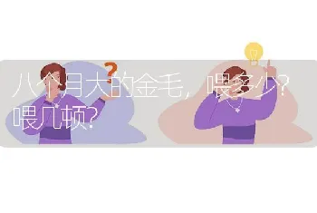 八个月大的金毛，喂多少?喂几顿？