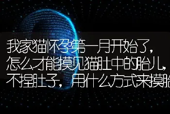 我家猫怀孕第一月开始了，怎么才能摸见猫肚中的胎儿，不捏肚子，用什么方式来摸胎儿呀？