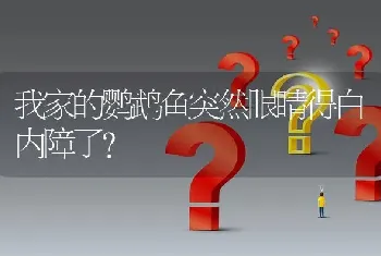 我家的鹦鹉鱼突然眼睛得白内障了？