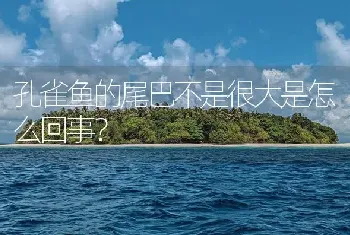 孔雀鱼的尾巴不是很大是怎么回事？