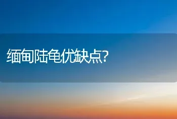 缅甸陆龟优缺点？