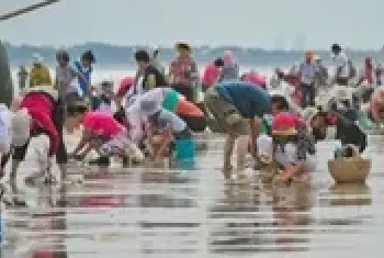 蛤蜊那么肥摸着潮水挖