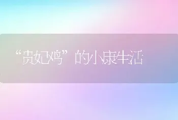 “贵妃鸡”的小康生活